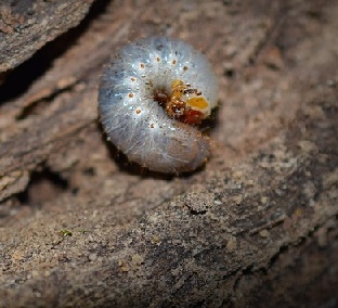 image curb worm in its natural habitat